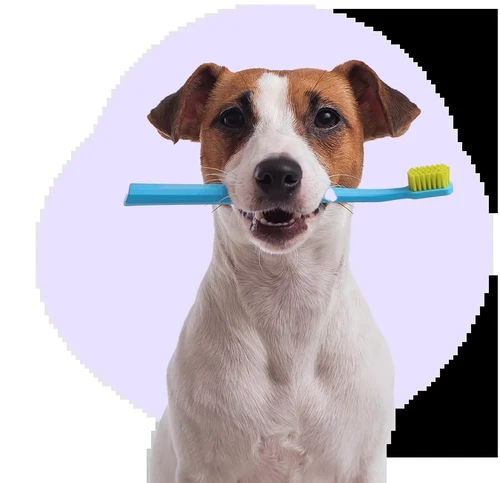 Dog at veterinary clinic in Jersey City